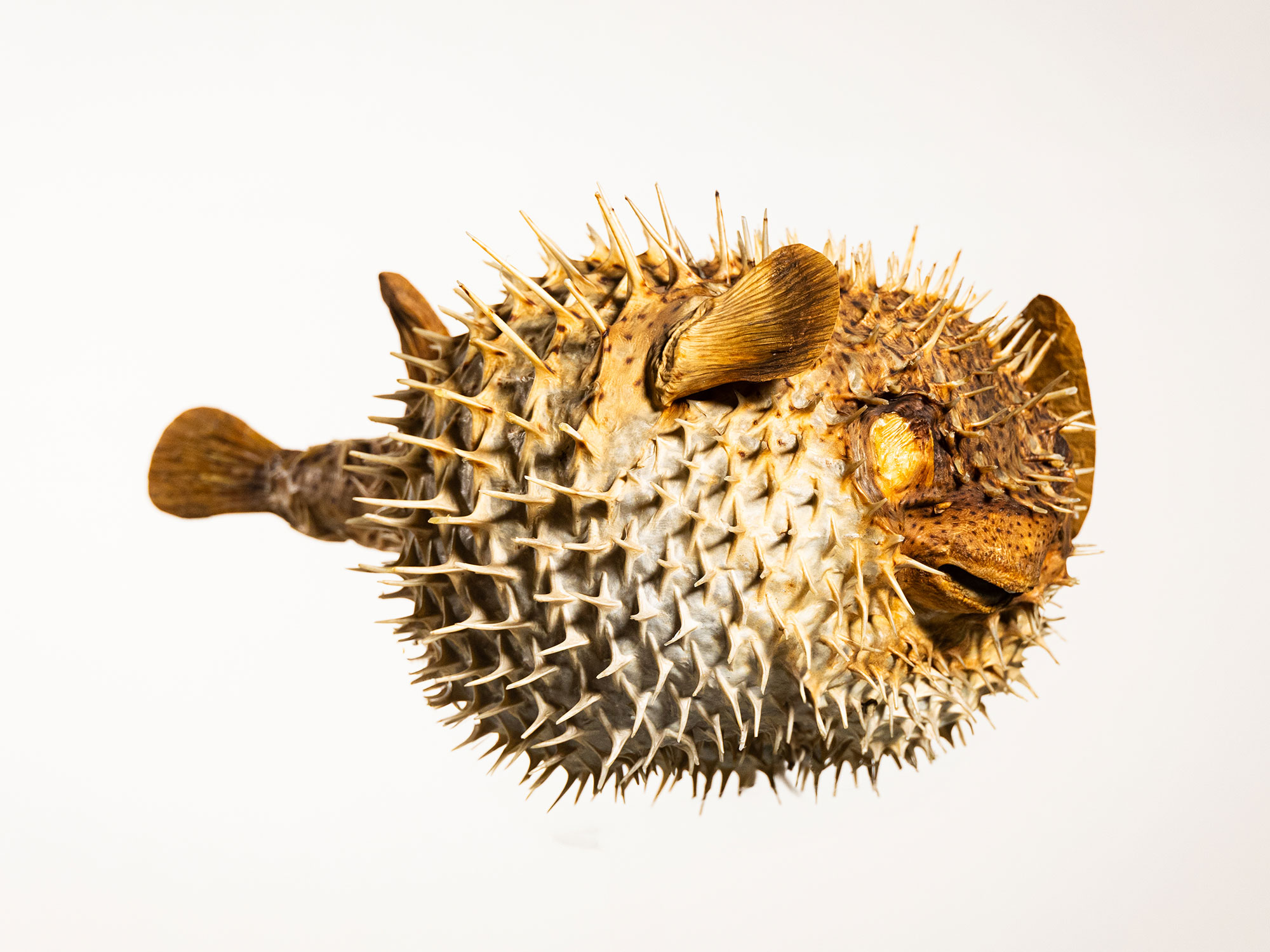 Porcupinefish.